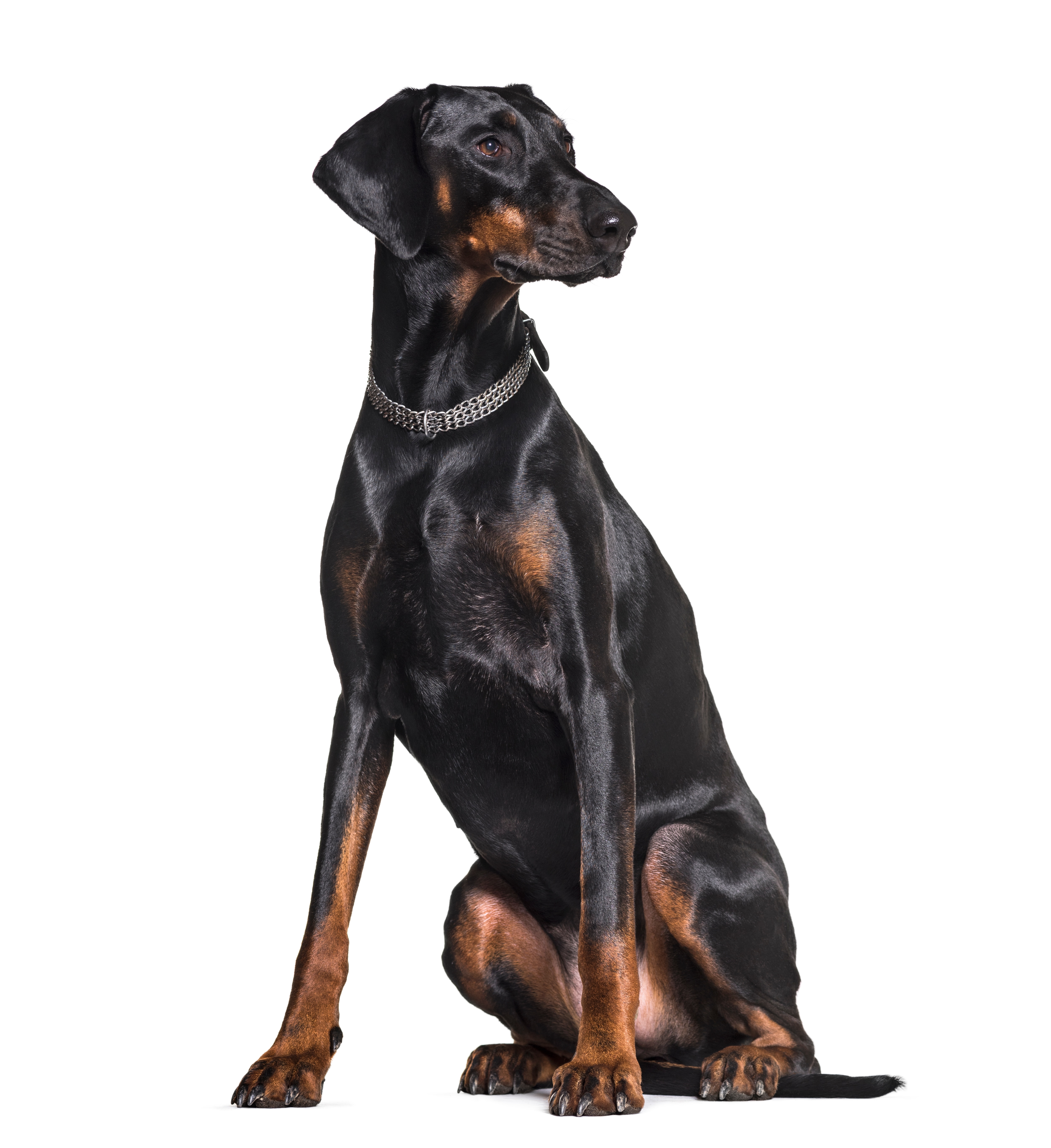 Show me a doberman shops pinscher